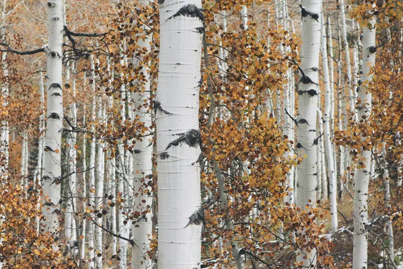 Cover Image for Transforming Your Space with Autumnal Nature: Decor Ideas Inspired by Birch Trees
